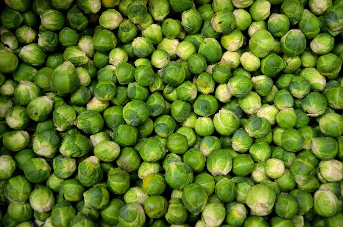 Small Sprouts Free Stock Photo - Public Domain Pictures